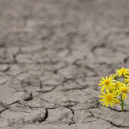 resilience